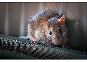 Washington Animal Removal Nest Services