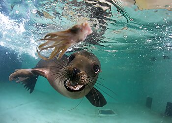 Boston Places To See New England Aquarium