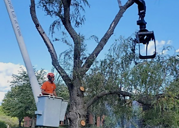 Worcester Tree Services New England Tree Experts