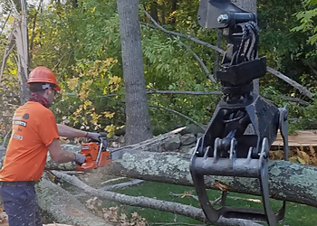 New England Tree Experts Worcester Tree Services image 1