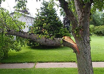 Louisville Tree Services New Leaf Tree Service