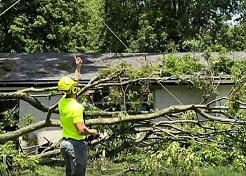 Louisville Tree Services New Leaf Tree Service