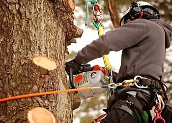 New Leaf Tree Service Louisville Tree Services image 1