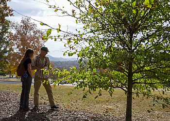 Athens Tree Services New Urban Forestry