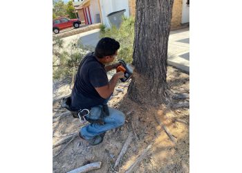 Next Tree Service - El Paso, TX Tree Services