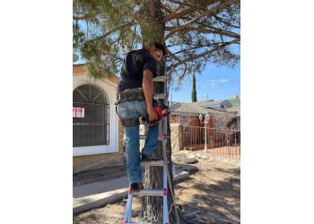 Next Tree Service Next Tree Service - El Paso, TX Tree Services