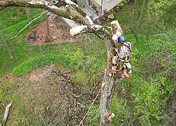 Nic Tree Services Aurora Tree Services image 1
