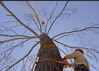 Tucson Tree Services Nicholas Tree Removal Service