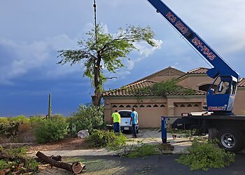 Tucson Tree Services Nicholas Tree Removal Service