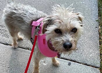 Milwaukee Dog Walkers Nikki's Pet Services