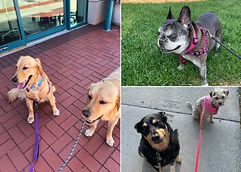 Milwaukee Dog Walkers Nikki's Pet Services