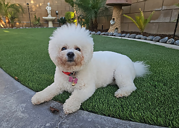 Riverside Pet Grooming Nikkis Pet Spa