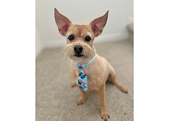 Riverside Pet Grooming Nikkis Pet Spa