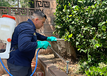 Santa Clarita Pest Control Companies No Bugs Termite and Pest Control Inc.