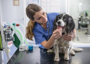 3 Best Veterinary Clinics in Columbia, MO - Expert Recommendations