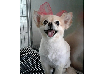 Elk Grove Pet Grooming Noah's Ark Dog & Cat Grooming