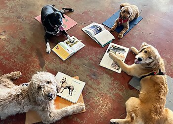 Denver Dog Training Noble Beast Dog Training