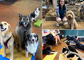 Denver Dog Training Noble Beast Dog Training