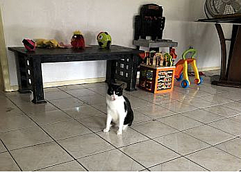 McAllen Veterinary Clinics Nolana Animal Hospital