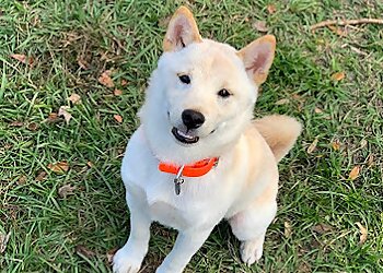 Orlando Dog Walkers Nona Paws Pet Sitting