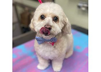 Pittsburgh Pet Grooming North Bark Pet Salon