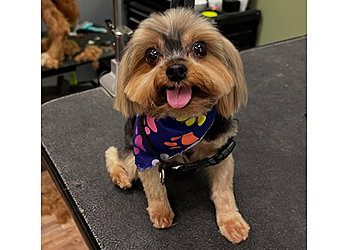 Pittsburgh Pet Grooming North Bark Pet Salon