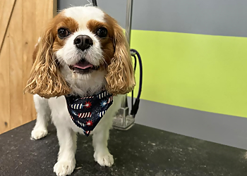 North Bark Pet Salon Pittsburgh Pet Grooming image 1