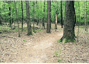 North Charleston Hiking Trails North Charleston Wannamaker County Park