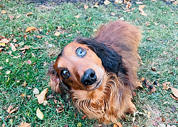 North Main Animal Clinic - Dayton, OH Veterinary Clinics - Service Highlights
