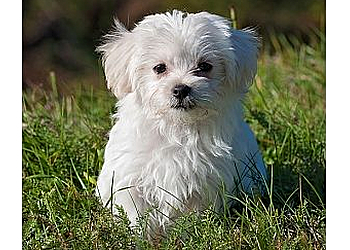 Shreveport Veterinary Clinics North Shreveport Animal Hospital