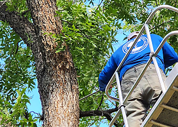 Wichita Falls Tree Services North Texas Tree Expert Company LLC
