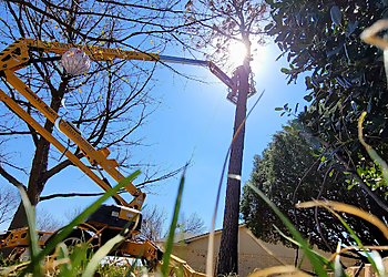 North Texas Tree Expert Company LLC Wichita Falls Tree Services image 1