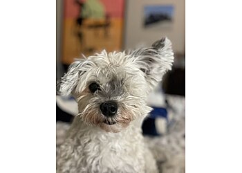 Seattle Veterinary Clinics Northeast Veterinary Hospital