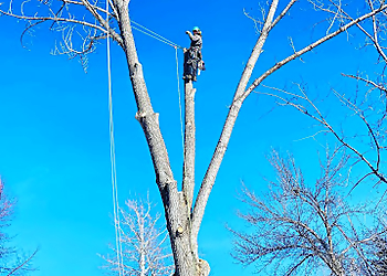 Fort Collins Tree Services Northern Colorado Tree Service