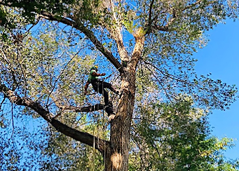 Fort Collins Tree Services Northern Colorado Tree Service