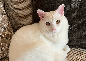 Columbus Veterinary Clinics Northside Animal Hospital