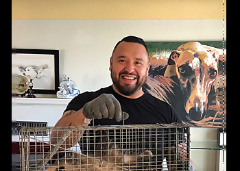 Portland Animal Removal Northwest Wildlife Removal