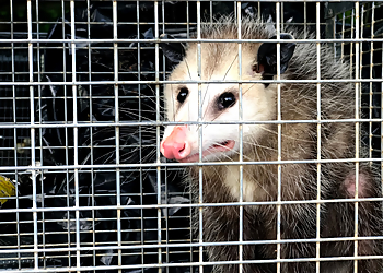 Portland Animal Removal Northwest Wildlife Removal