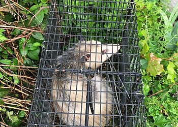 New York Animal Removal Nuisance Solutions LLC.