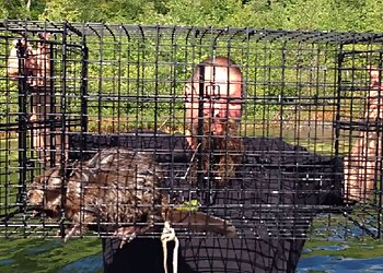 New York Animal Removal Nuisance Solutions LLC.