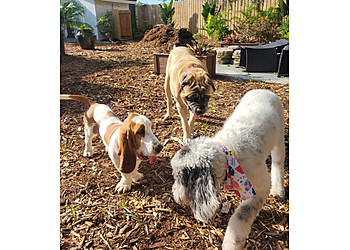 St Petersburg Dog Walkers Nuts About Mutts Pet Sitting