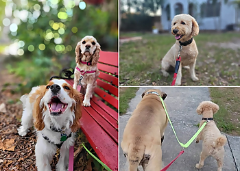 St Petersburg Dog Walkers Nuts About Mutts Pet Sitting