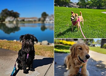 Irvine Dog Walkers OC Pet Nurse