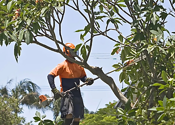 Oahu Tree Trimming and Removal Experts - Honolulu, HI Tree Services - Team Working Image
