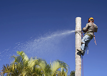 Oahu Tree Trimming and Removal Experts - Honolulu, HI Tree Services - Service Image