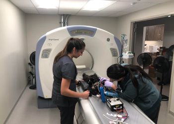 Oakland Veterinary Clinics OakVet Animal Specialty Hospital