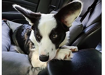 Des Moines Veterinary Clinics Oaks Veterinary Clinic