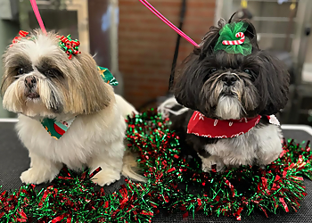 Fullerton Pet Grooming Oasis Pet Spa & Grooming