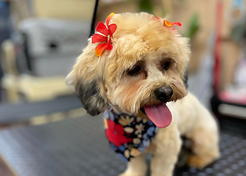 Fullerton Pet Grooming Oasis Pet Spa & Grooming