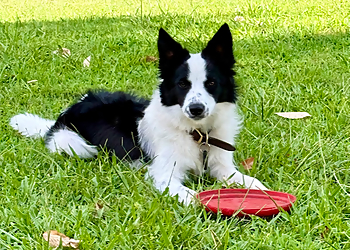 Obedient K9 Academy - Charlotte, NC Dog Training - Service Image